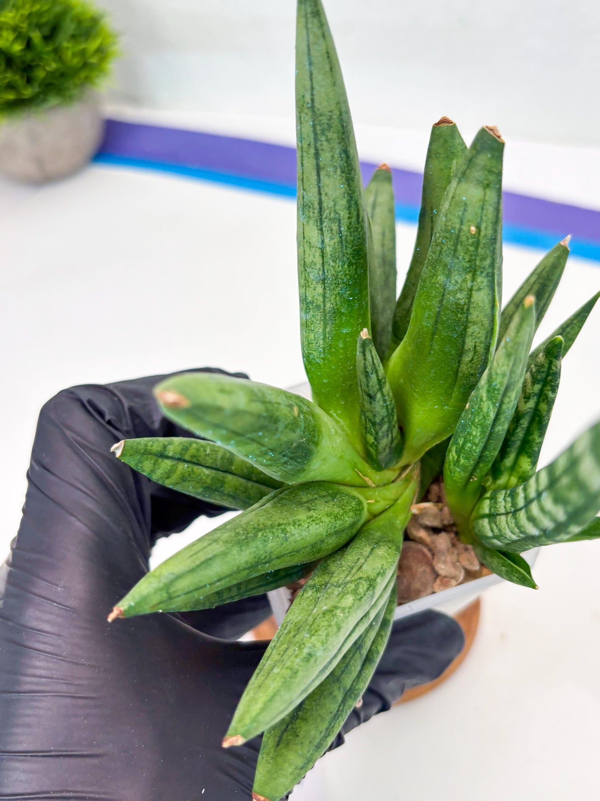 Sansevieria Hedgehog (#PH24) | Rare Imported Hybrids