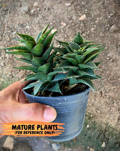 Sansevieria Black Eye (g1) (12) | Imported Plant