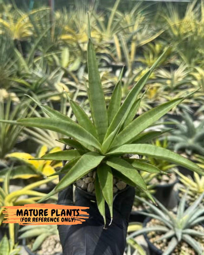 Sansevieria FuFu (Su3) (3) | imported