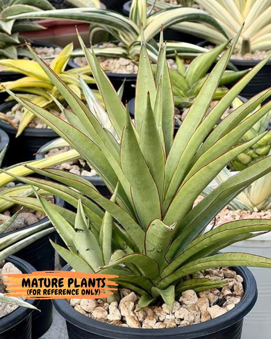 Sansevieria FuFu (Su3) (3) | imported