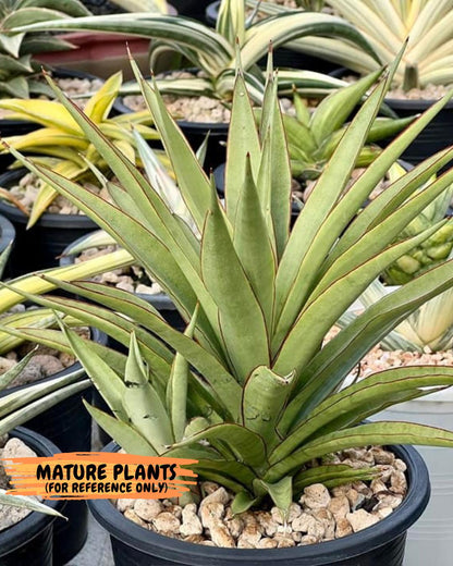 Sansevieria FuFu (Su3) (3) | imported