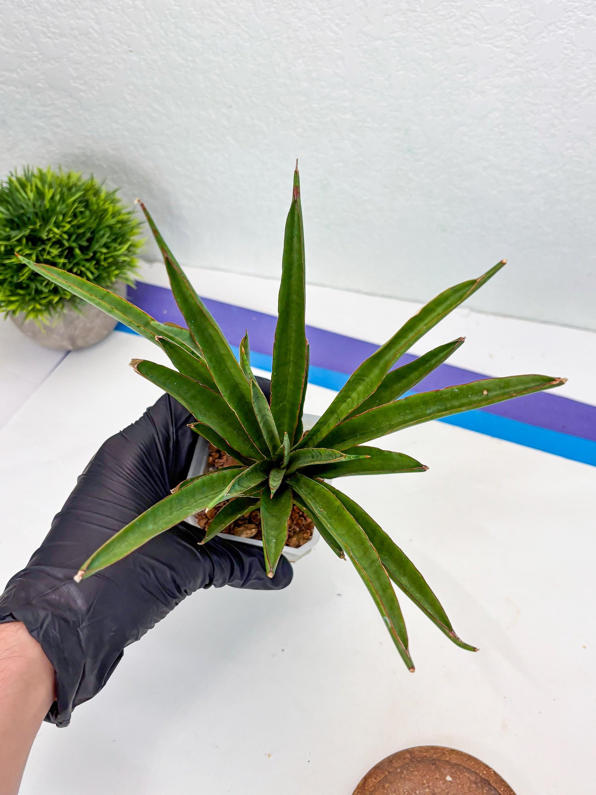 Sansevieria FuFu (Su3) (3) | imported