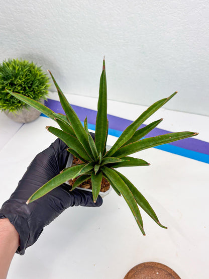 Sansevieria FuFu (Su3) (3) | imported