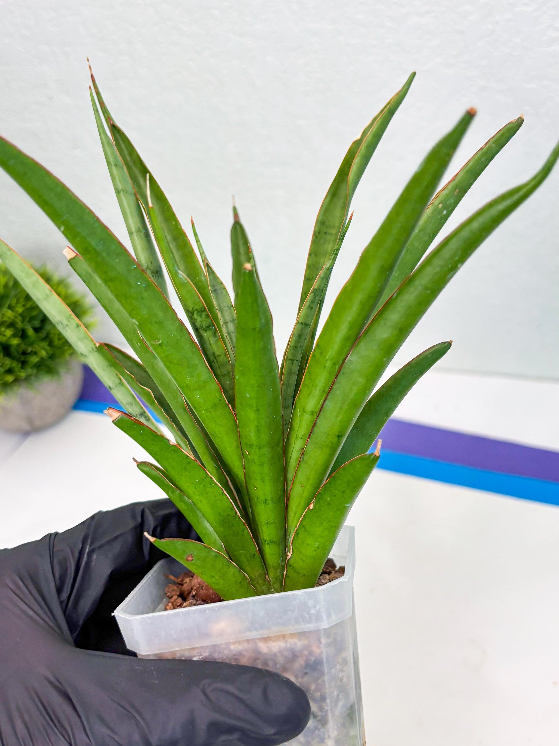 Sansevieria FuFu (Su3) (3) | imported