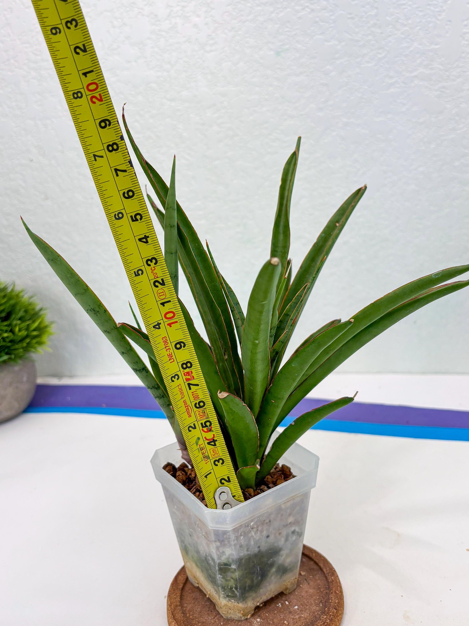 Sansevieria FuFu (Su3) (3) | imported