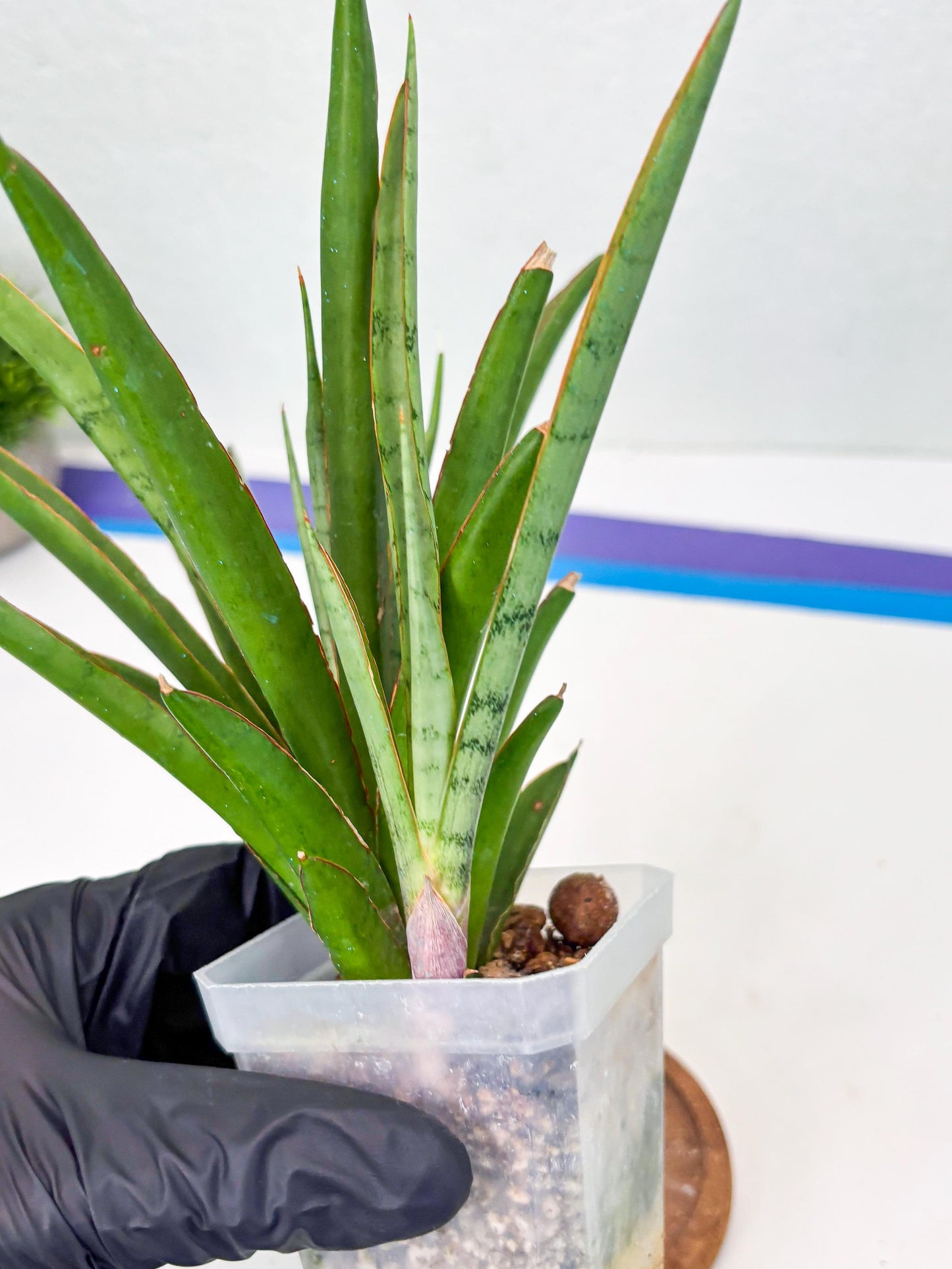 Sansevieria FuFu (Su3) (3) | imported
