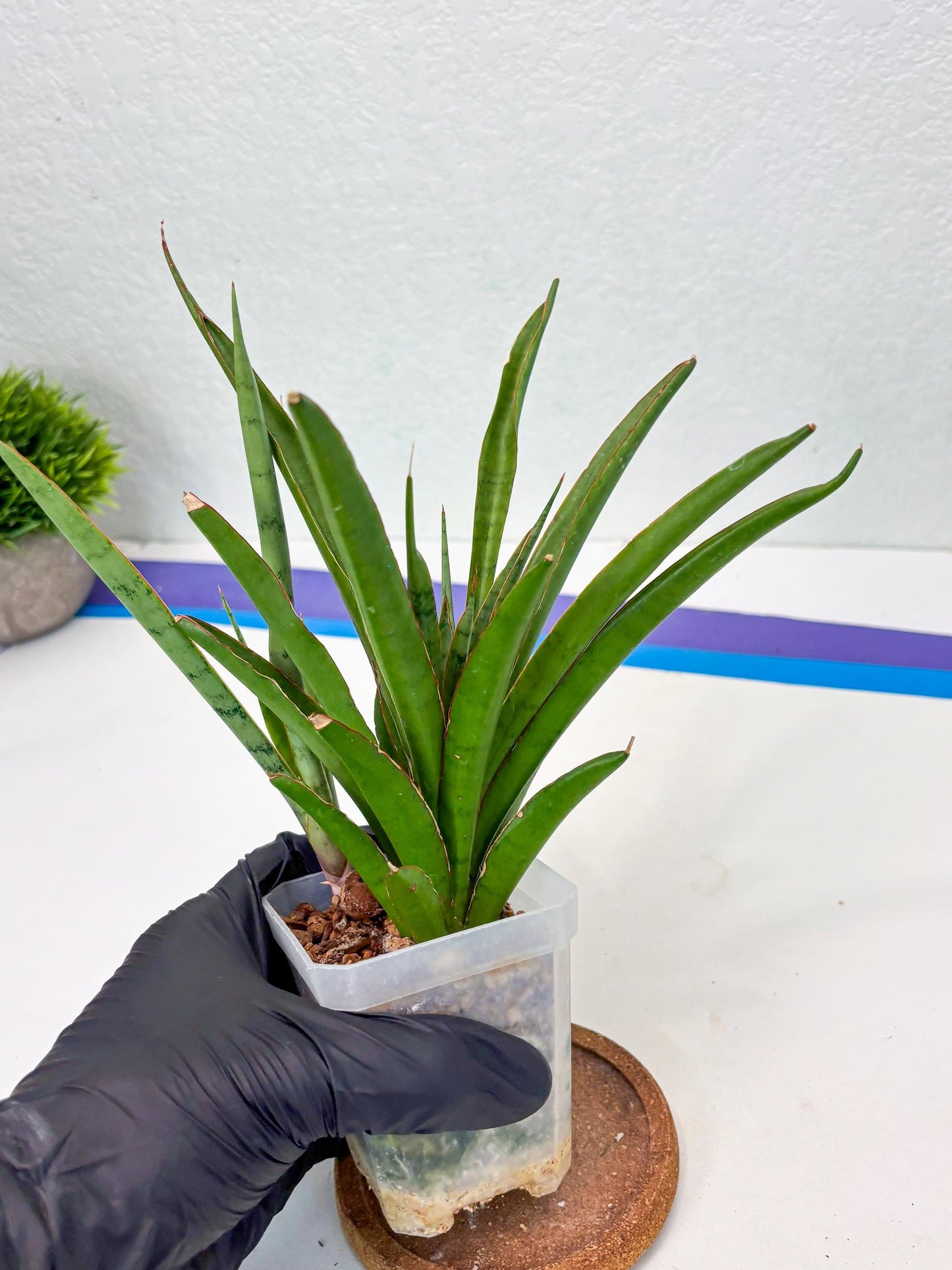 Sansevieria FuFu (Su3) (3) | imported