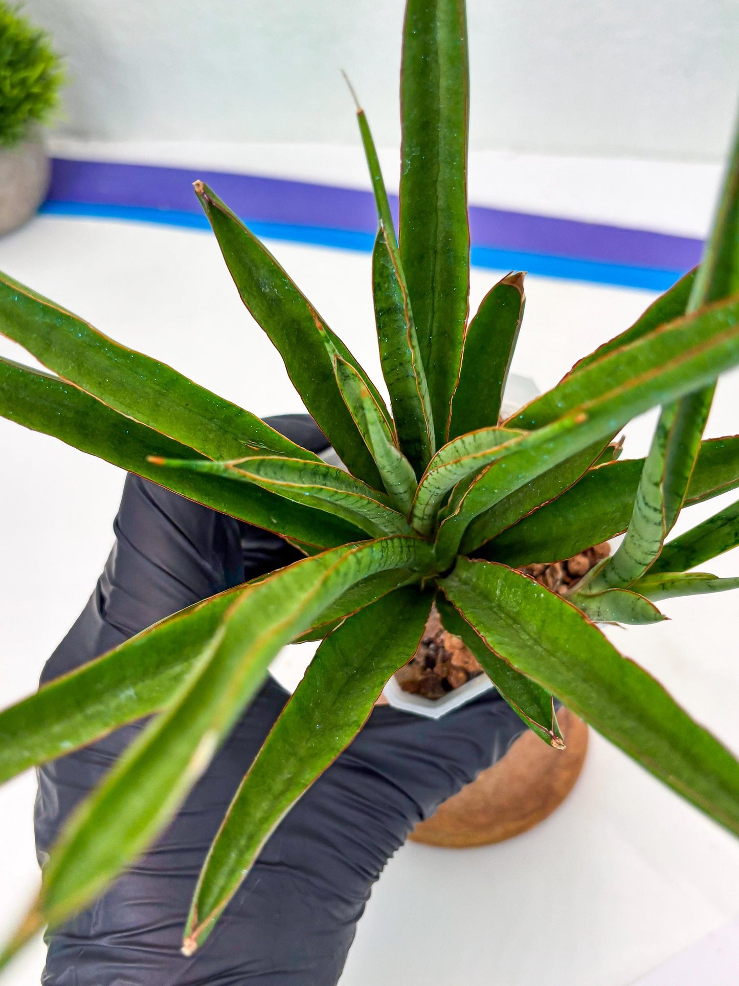 Sansevieria FuFu (Su3) (3) | imported