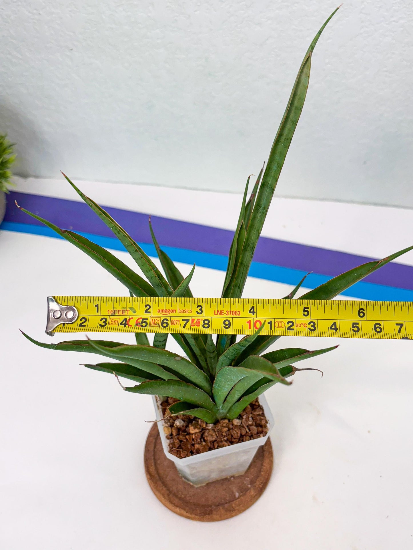 Sansevieria FuFu (Su3) (4) | imported