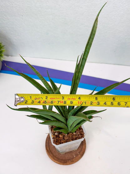 Sansevieria FuFu (Su3) (4) | imported