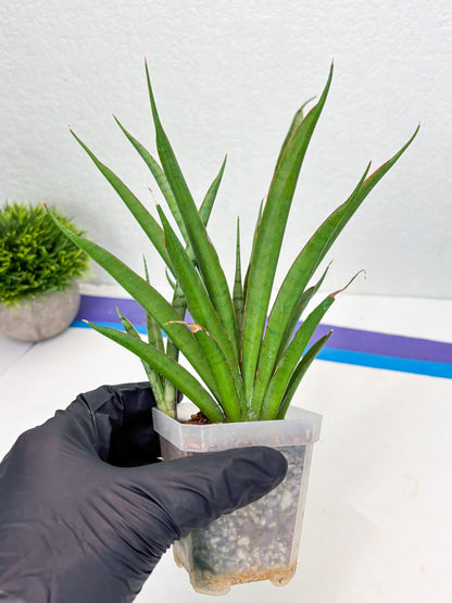 Sansevieria FuFu (Su3) (4) | imported