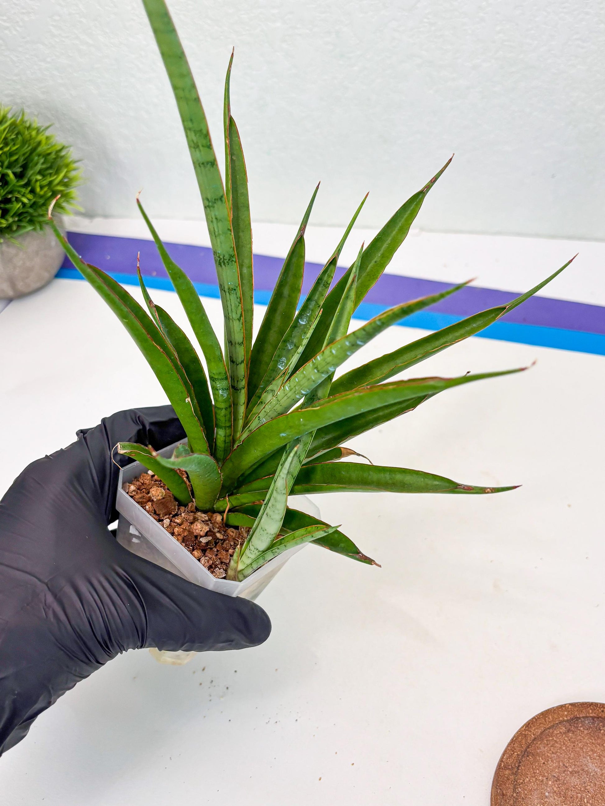 Sansevieria FuFu (Su3) (4) | imported