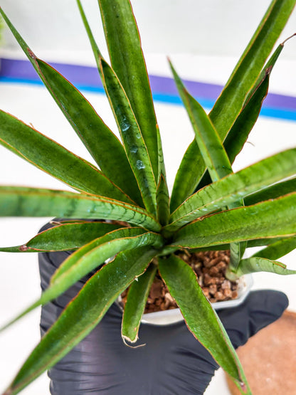 Sansevieria FuFu (Su3) (4) | imported