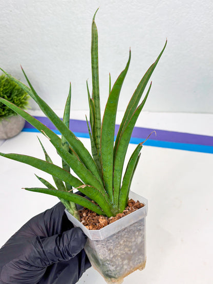 Sansevieria FuFu (Su3) (4) | imported
