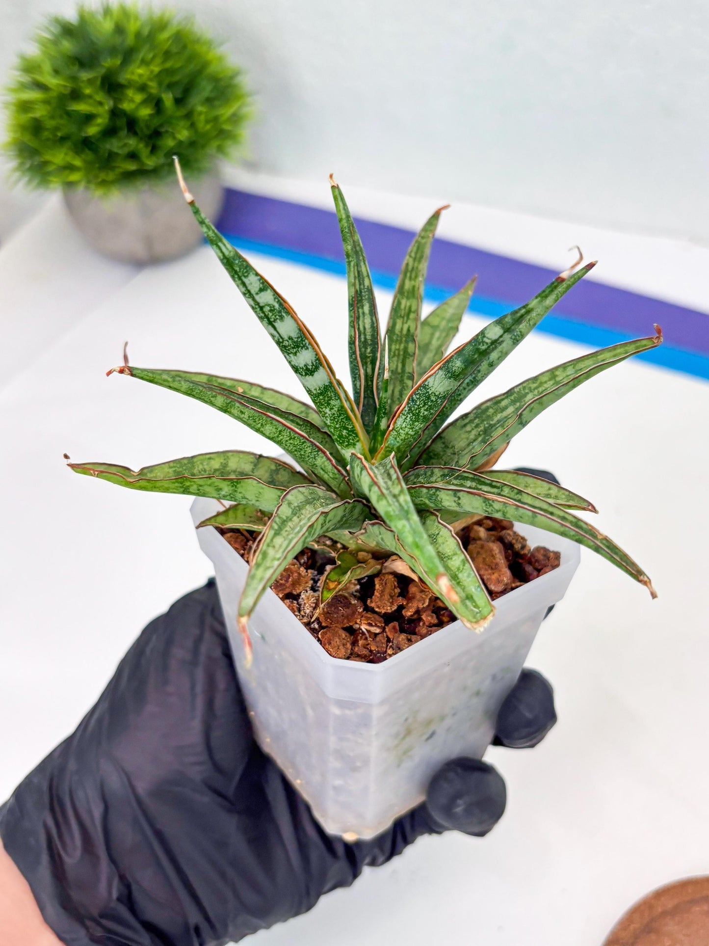 Sansevieria Be Bright (Su3) (8) | Imported Plants