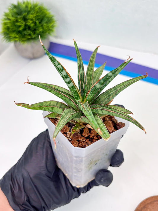 Sansevieria Be Bright (Su3) (8) | Imported Plants
