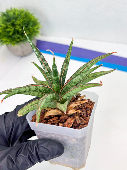 Sansevieria Be Bright (Su3) (8) | Imported Plants