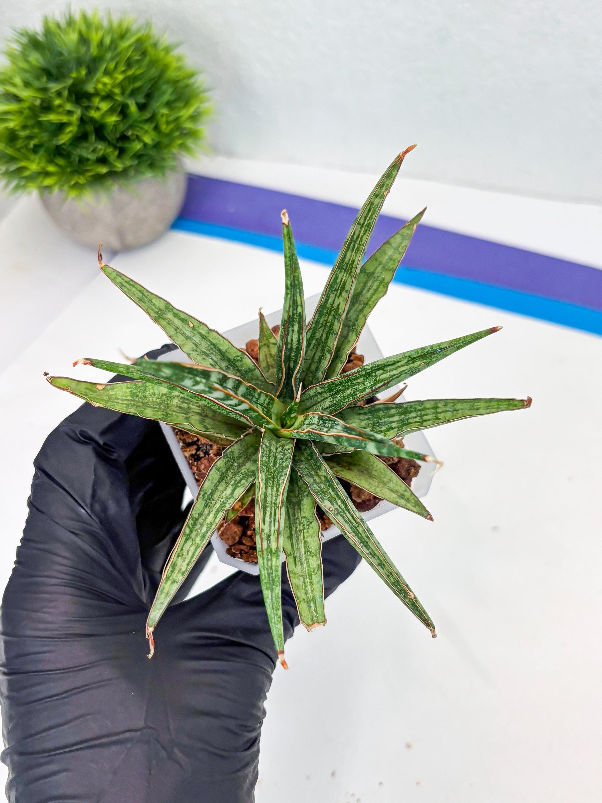 Sansevieria Be Bright (Su3) (8) | Imported Plants