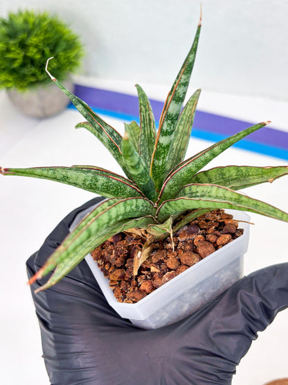 Sansevieria Be Bright (Su3) (8) | Imported Plants