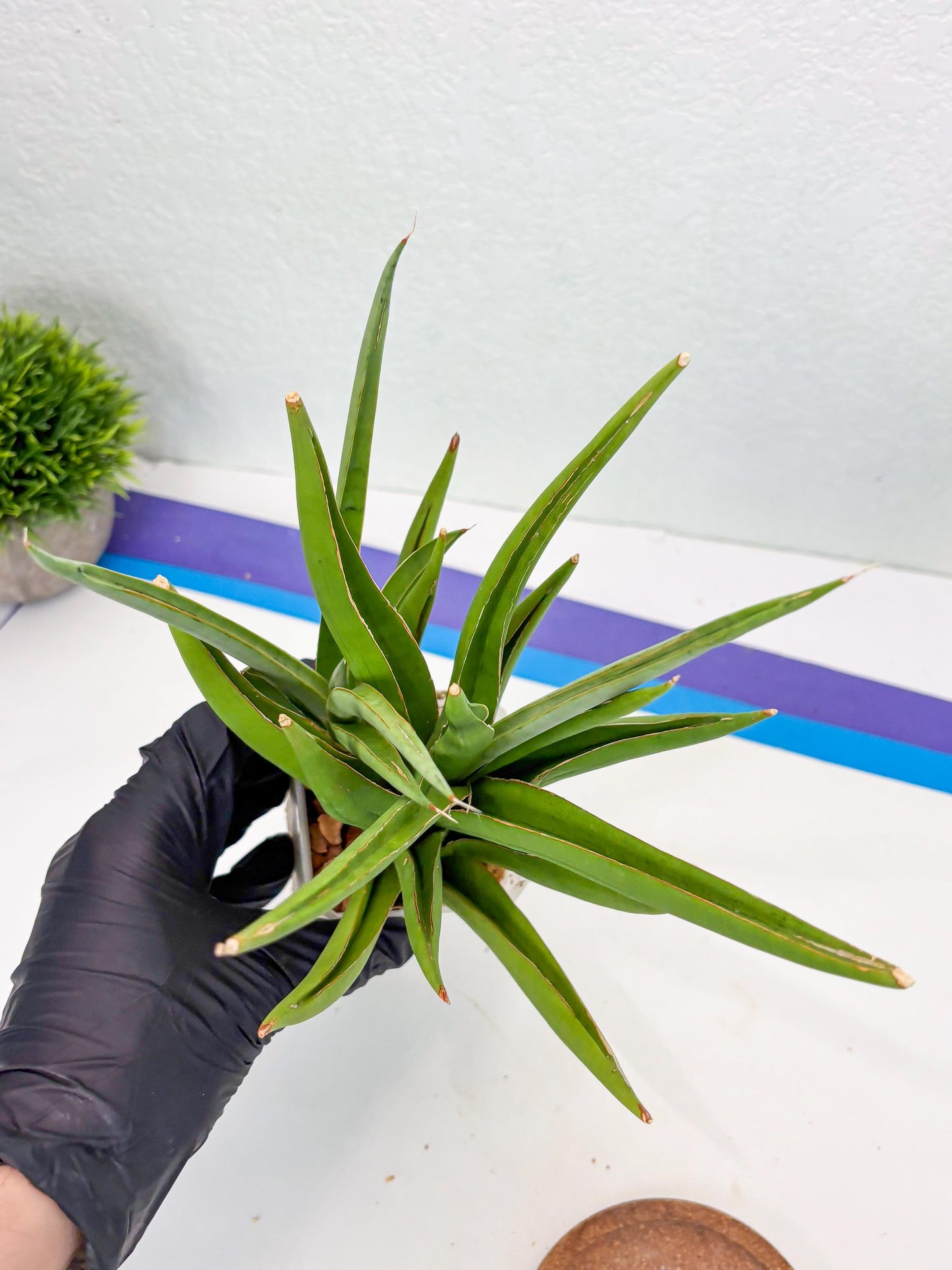 Sansevieria Bai Bid (Su3) (15) | Imported Plant