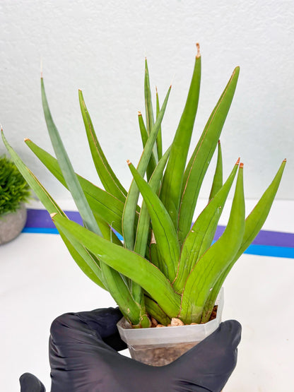 Sansevieria Bai Bid (Su3) (15) | Imported Plant