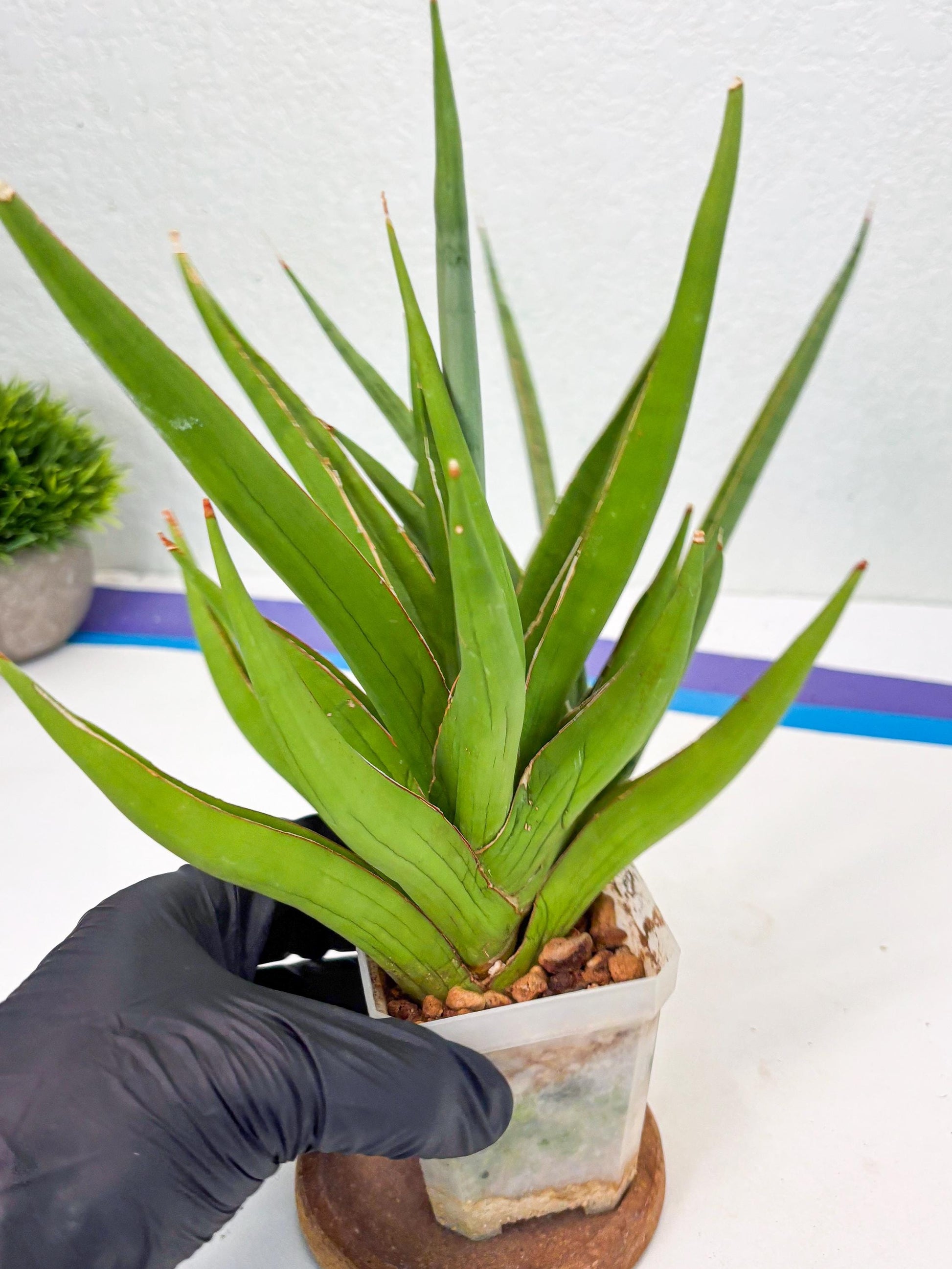 Sansevieria Bai Bid (Su3) (15) | Imported Plant