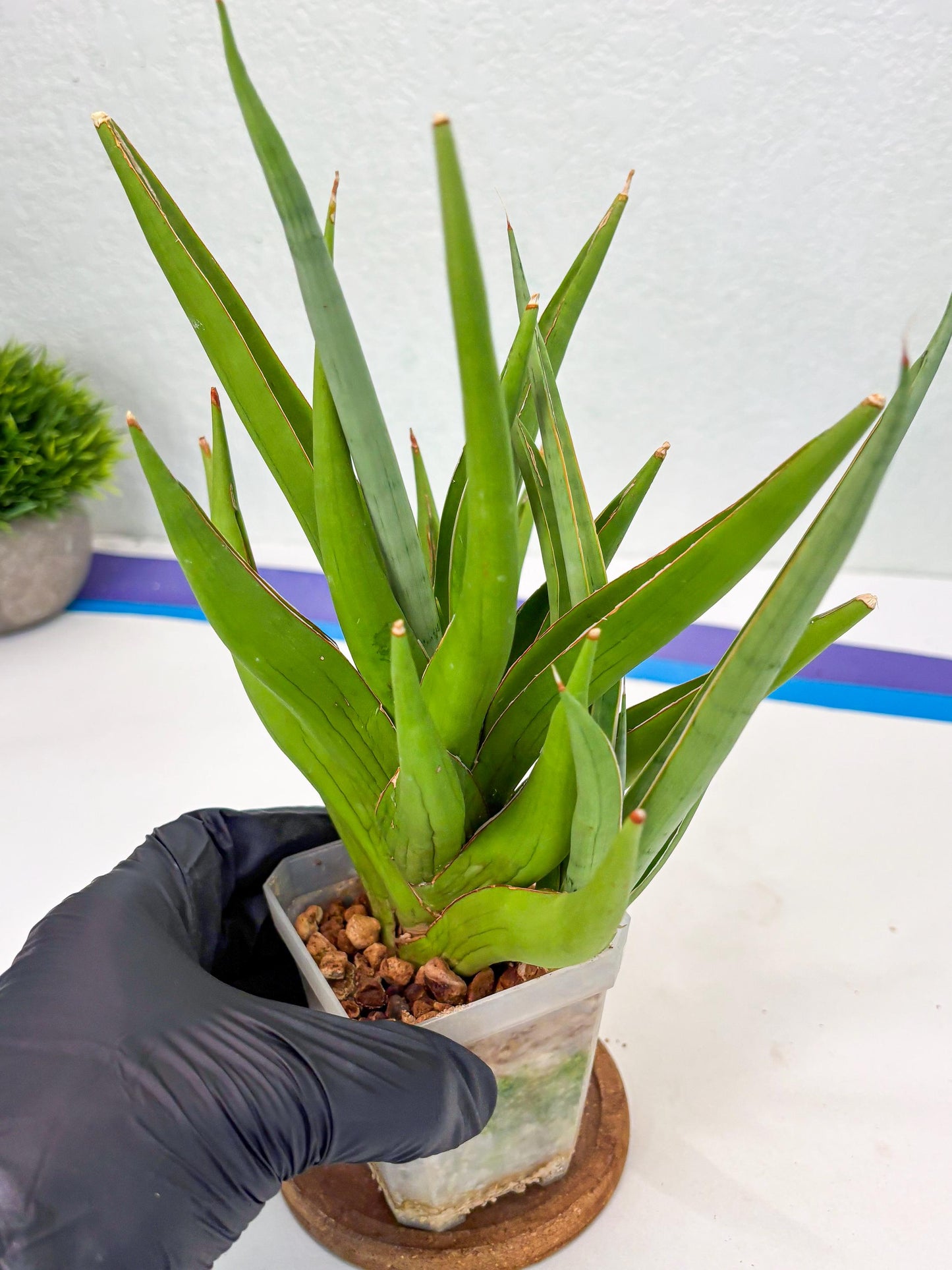 Sansevieria Bai Bid (Su3) (15) | Imported Plant