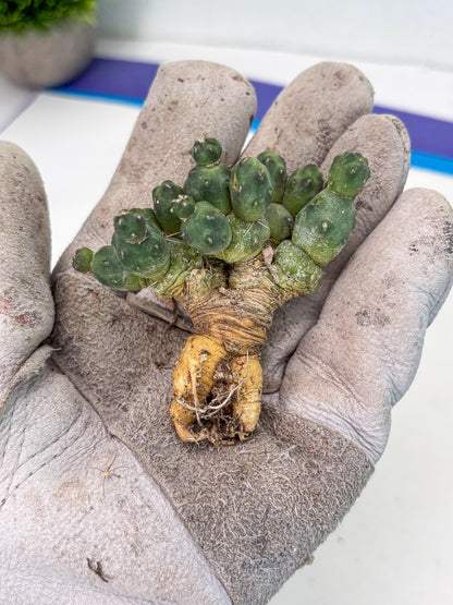 Puna incahuasi Maihueniopsis subterranea (y) | Imported Plants