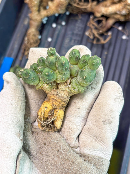 Puna incahuasi Maihueniopsis subterranea (y) | Imported Plants