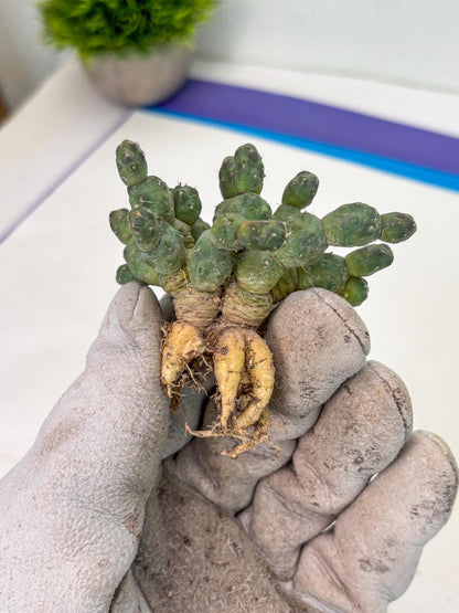 Puna incahuasi Maihueniopsis subterranea (g) | Imported Plants