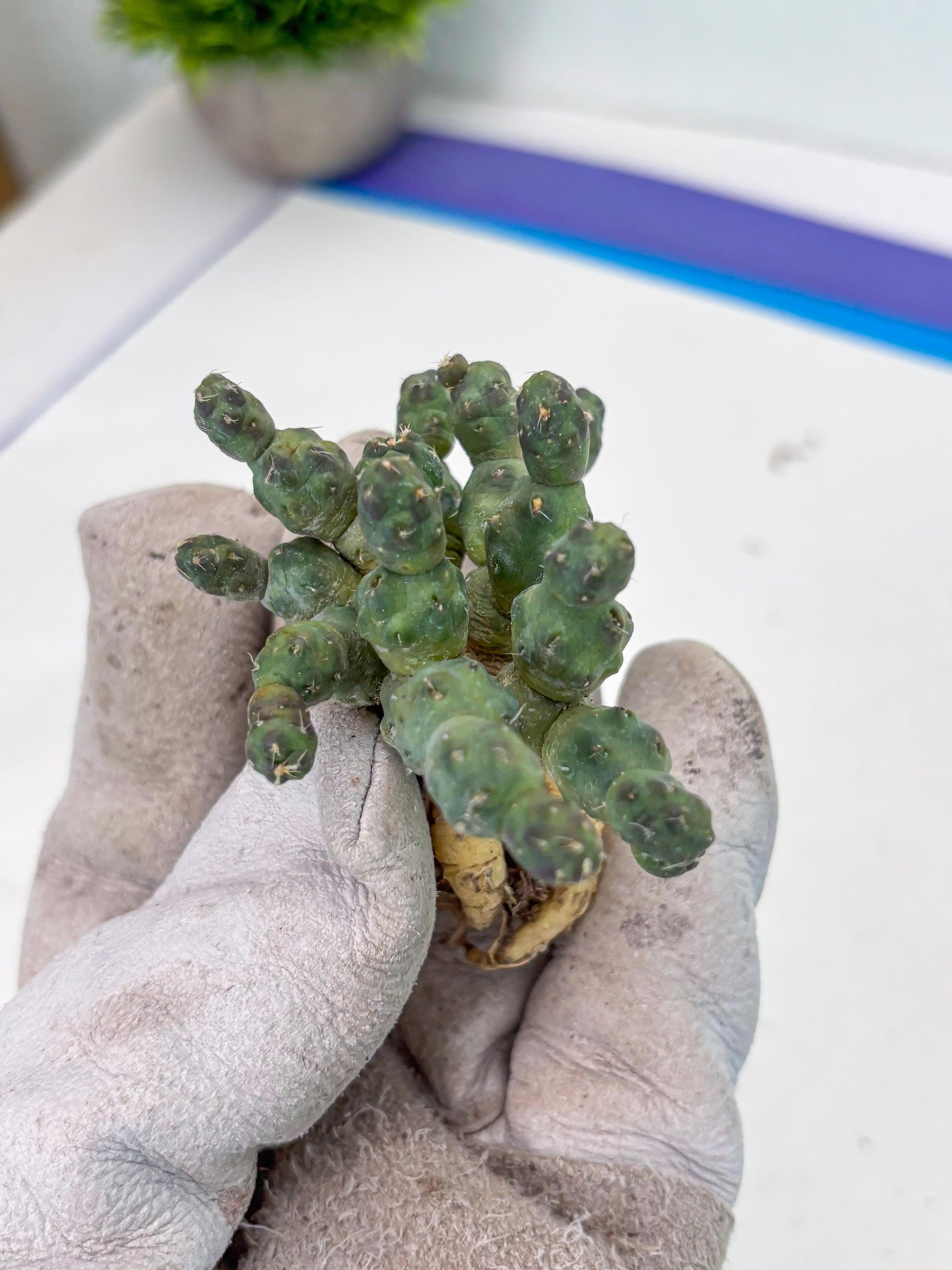 Puna incahuasi Maihueniopsis subterranea (g) | Imported Plants