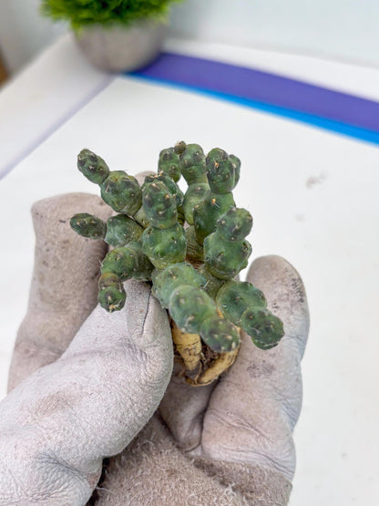 Puna incahuasi Maihueniopsis subterranea (g) | Imported Plants