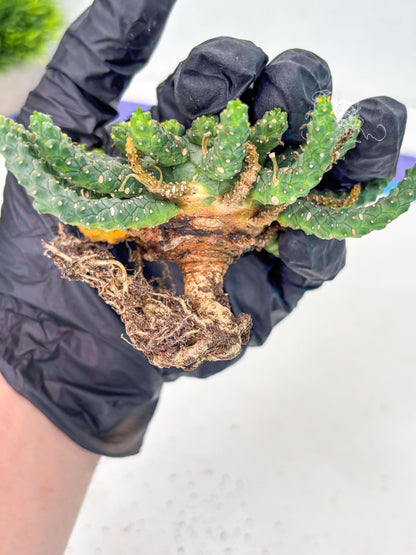 Euphorb Flanaganii- medusa plant (y) | Imported Plants