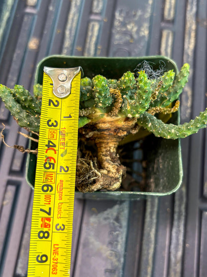 Euphorb Flanaganii- medusa plant (y) | Imported Plants