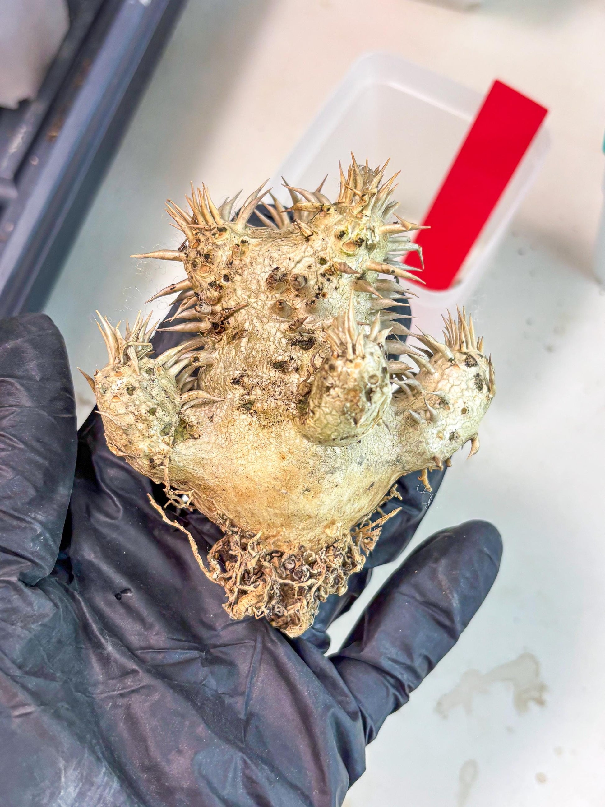 Bevicaule Baker (r) | The plants are not dead-3-month warranty.