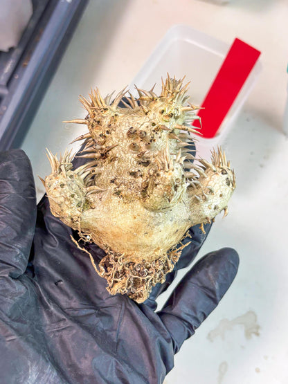 Bevicaule Baker (r) | The plants are not dead-3-month warranty.