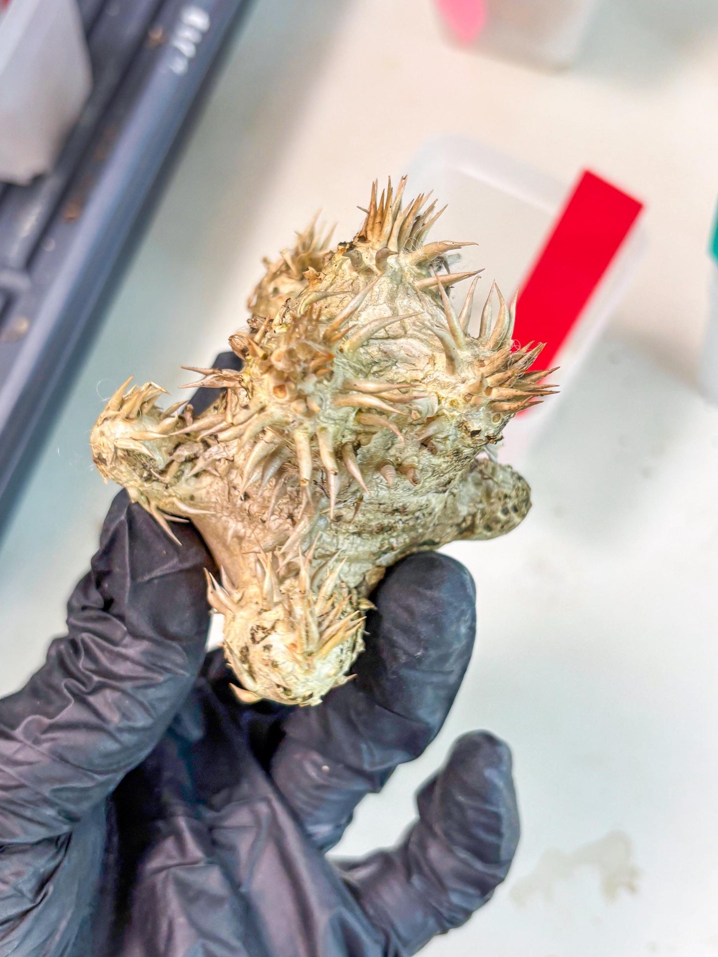 Bevicaule Baker (r) | The plants are not dead-3-month warranty.