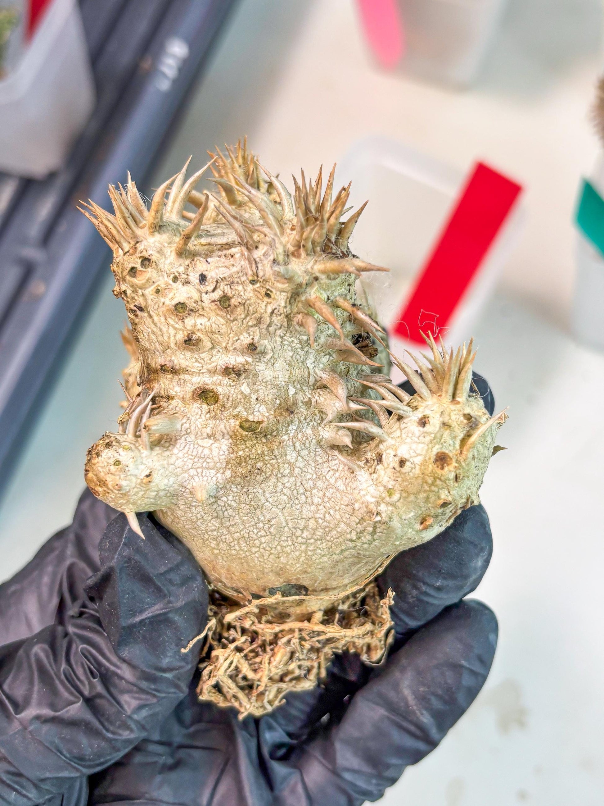 Bevicaule Baker (r) | The plants are not dead-3-month warranty.