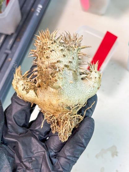 Bevicaule Baker (r) | The plants are not dead-3-month warranty.