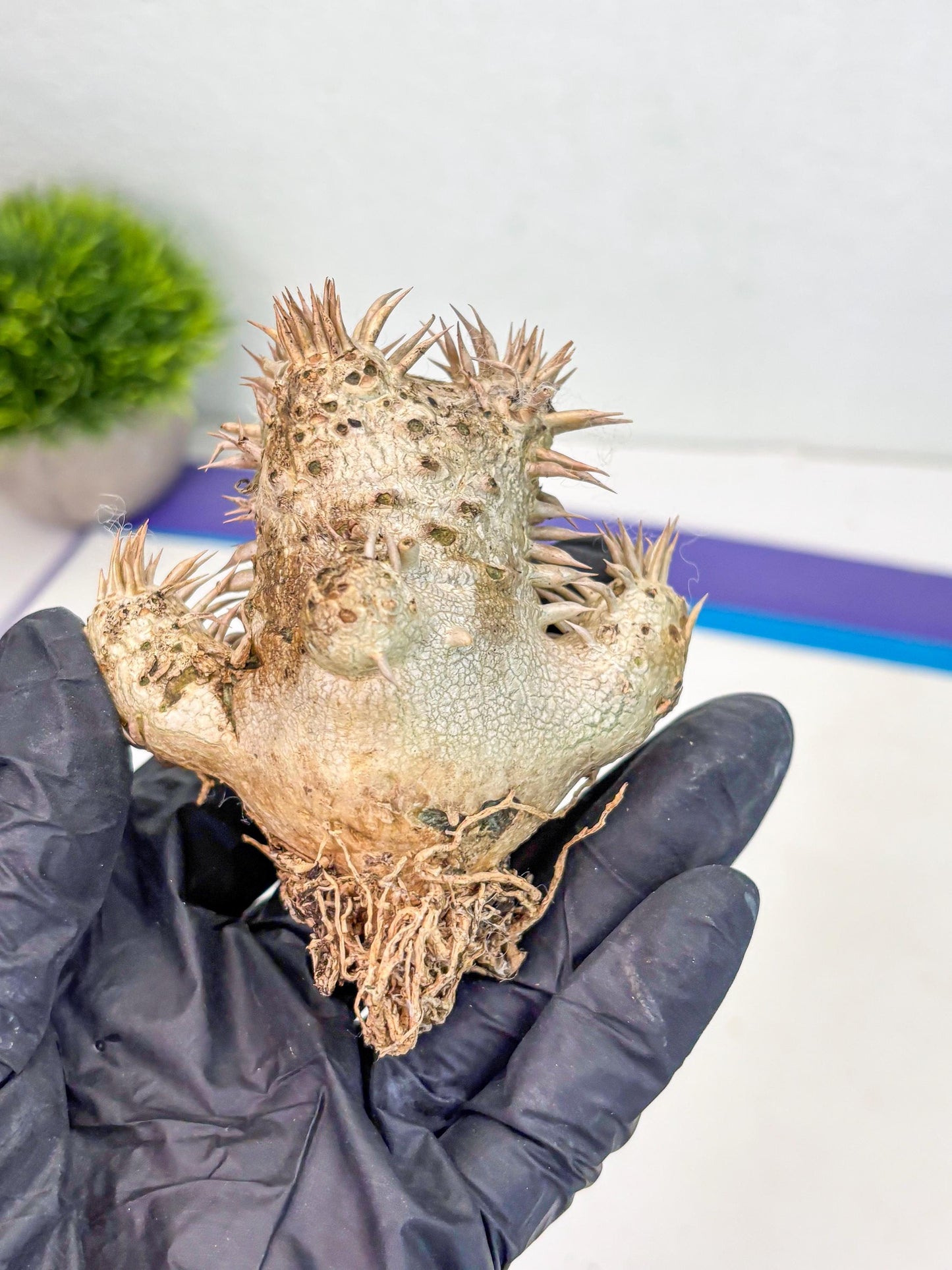 Bevicaule Baker (r) | The plants are not dead-3-month warranty.