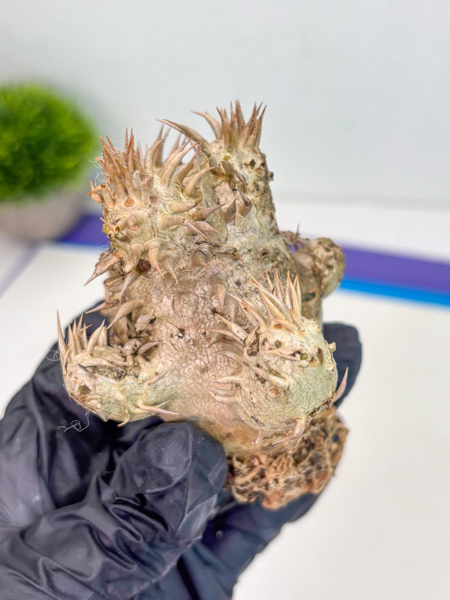 Bevicaule Baker (r) | The plants are not dead-3-month warranty.