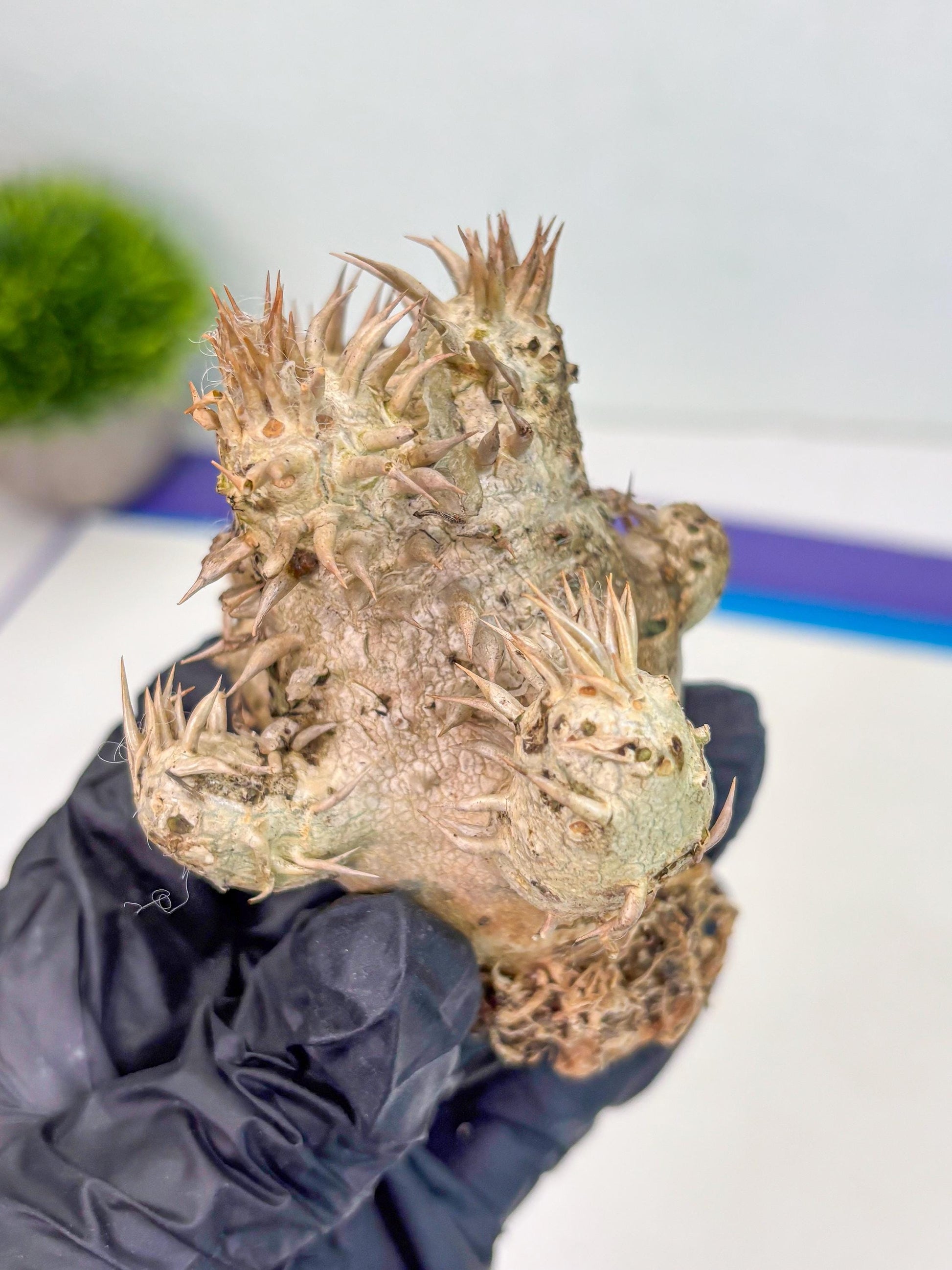 Bevicaule Baker (r) | The plants are not dead-3-month warranty.