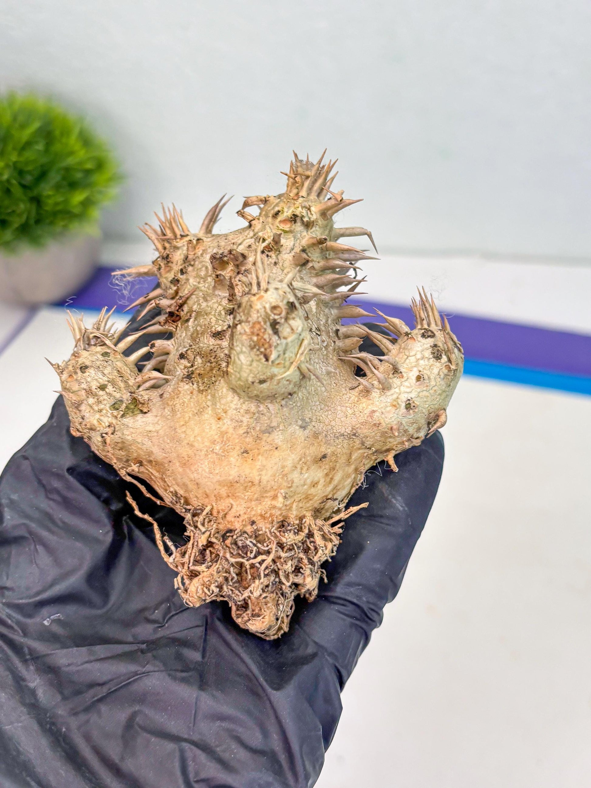 Bevicaule Baker (r) | The plants are not dead-3-month warranty.