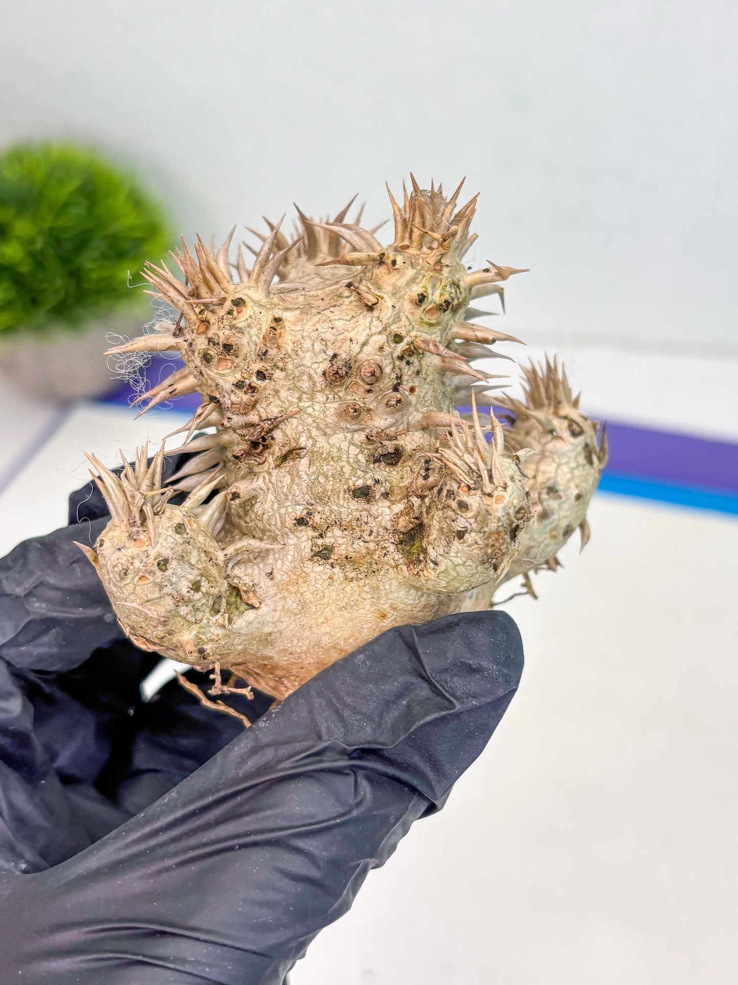 Bevicaule Baker (r) | The plants are not dead-3-month warranty.