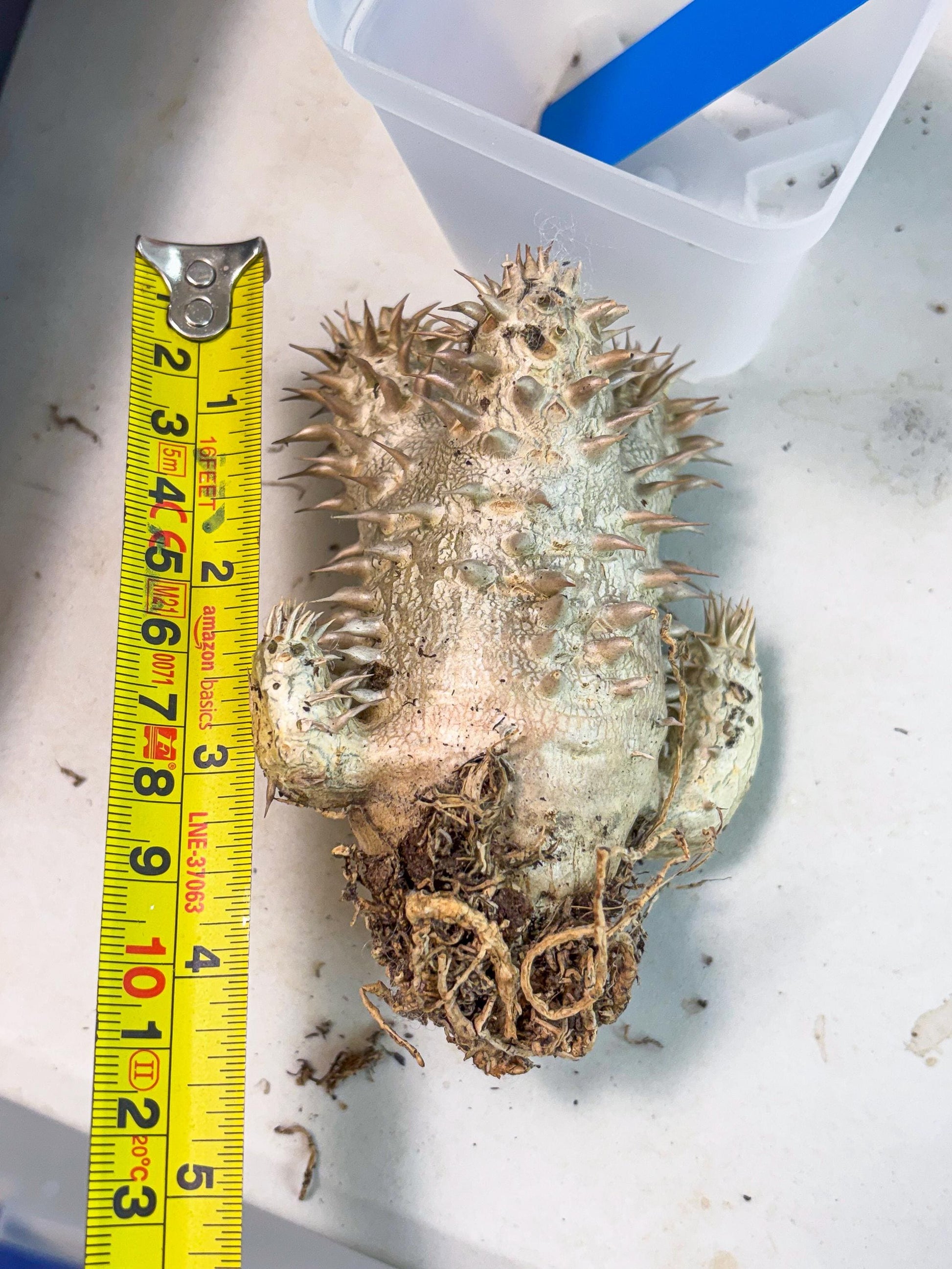 Bevicaule Baker (b) | The plants are not dead-3-month warranty.