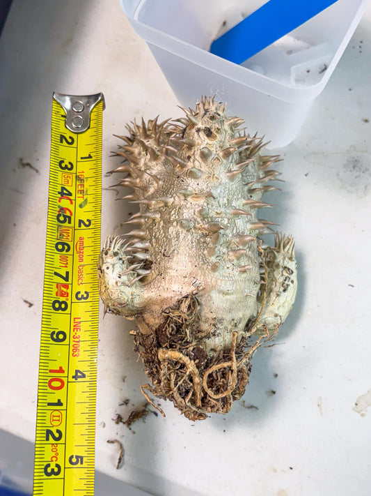 Bevicaule Baker (b) | The plants are not dead-3-month warranty.