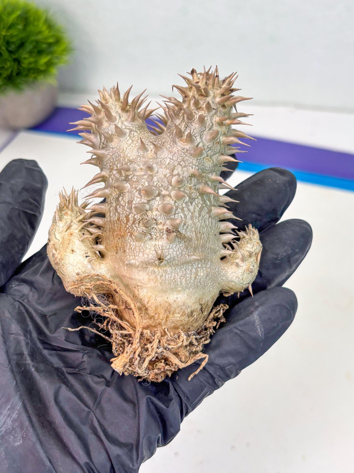 Bevicaule Baker (b) | The plants are not dead-3-month warranty.