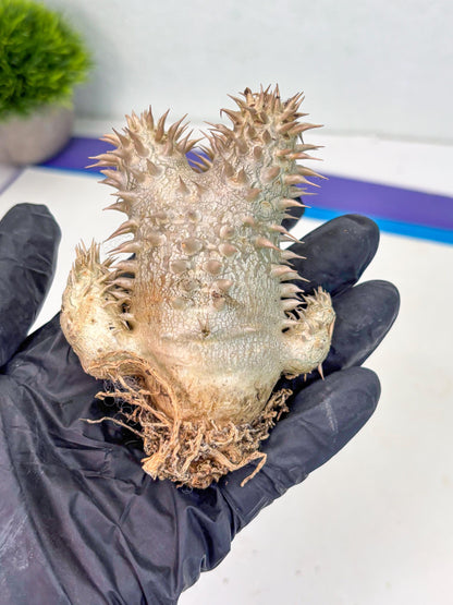 Bevicaule Baker (b) | The plants are not dead-3-month warranty.