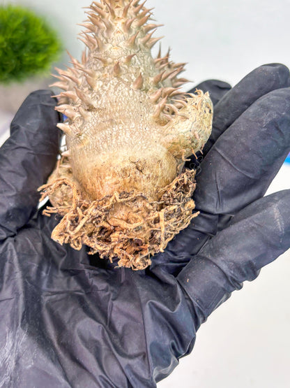 Bevicaule Baker (b) | The plants are not dead-3-month warranty.