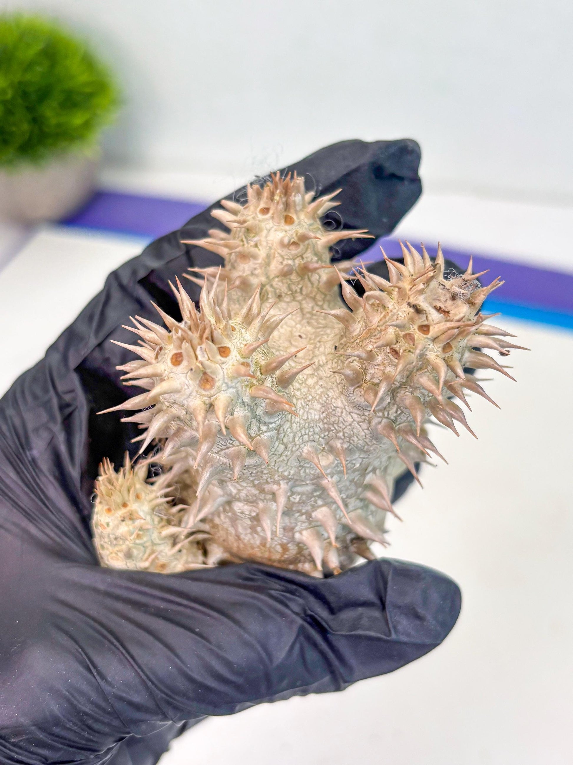 Bevicaule Baker (b) | The plants are not dead-3-month warranty.